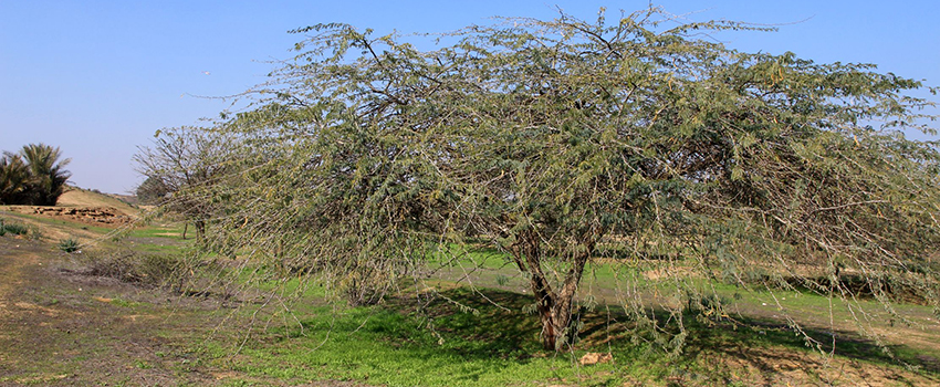 ינבוט לבן. צילום: יעקב שקולניק, ארכיון הצילומים של קקל